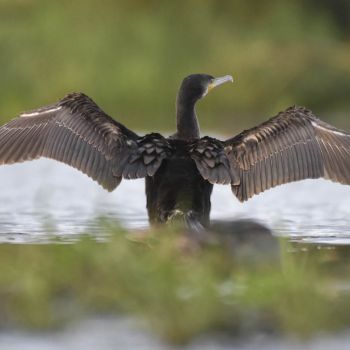 Kormoran czarny