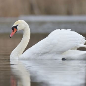 Łabędź niemy